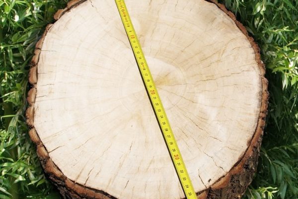 A seven-years-old ‘Corvinus’ tree (Salix alba), DBH: 35 centimeter diameter at brest height.