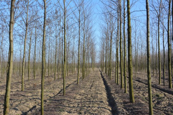 Чемё, плантация селекционной 5-летней акации ’Турбо Обелиск’, на заднем плане контрольные деревья, осень 2018