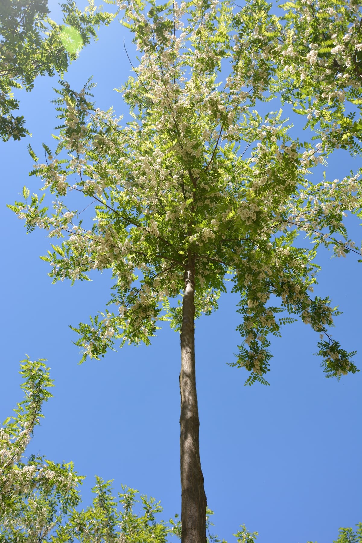 ‘Turbo’ Robinia pseudoacacia Seedlings - Containerized - Image 2
