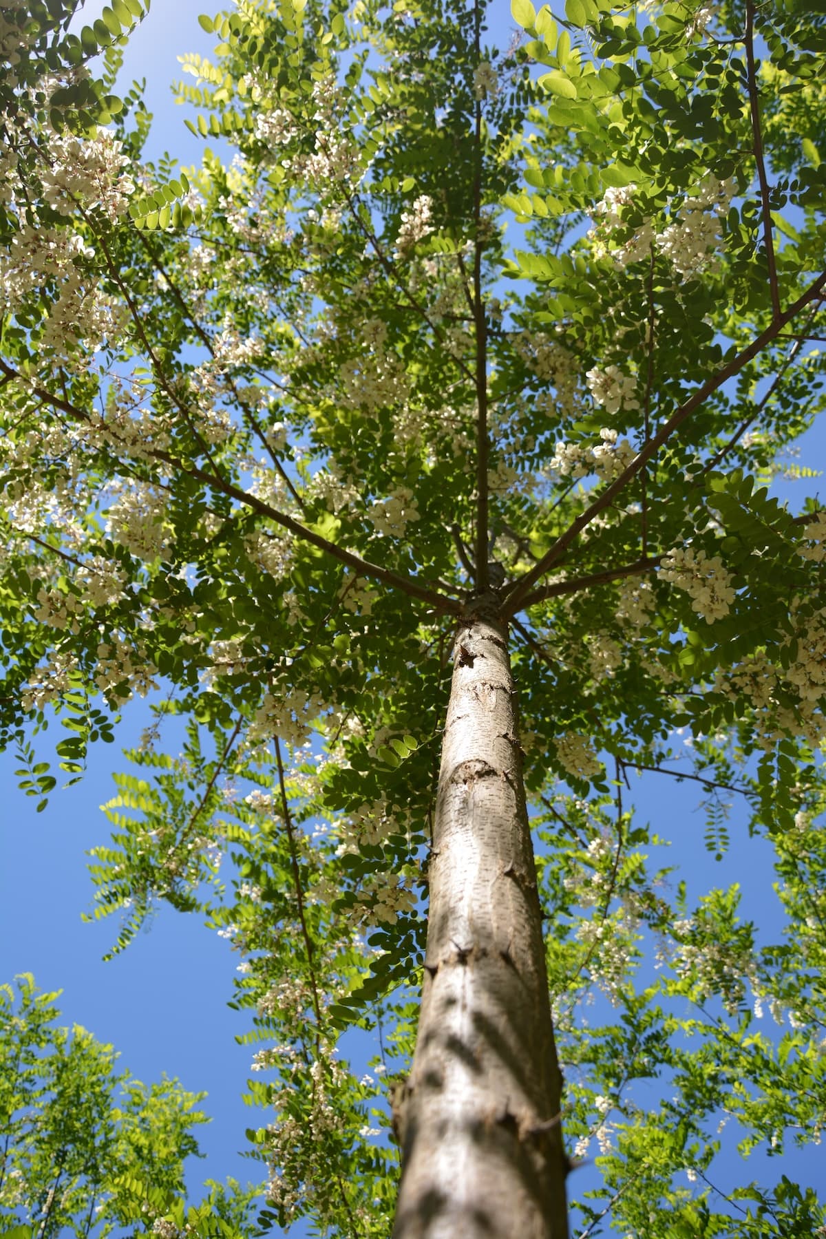 DSC_0214- 3 year old