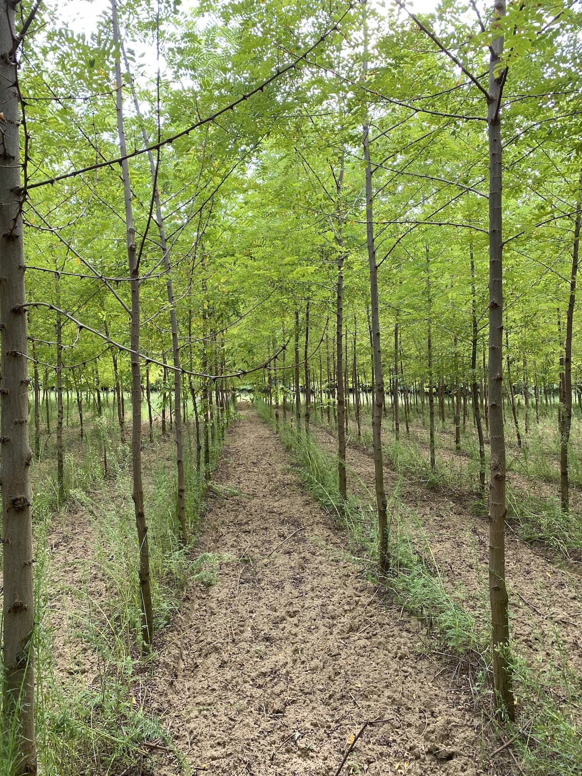 ‘Turbo’ Robinia pseudoacacia Seedlings - Containerized - Image 5