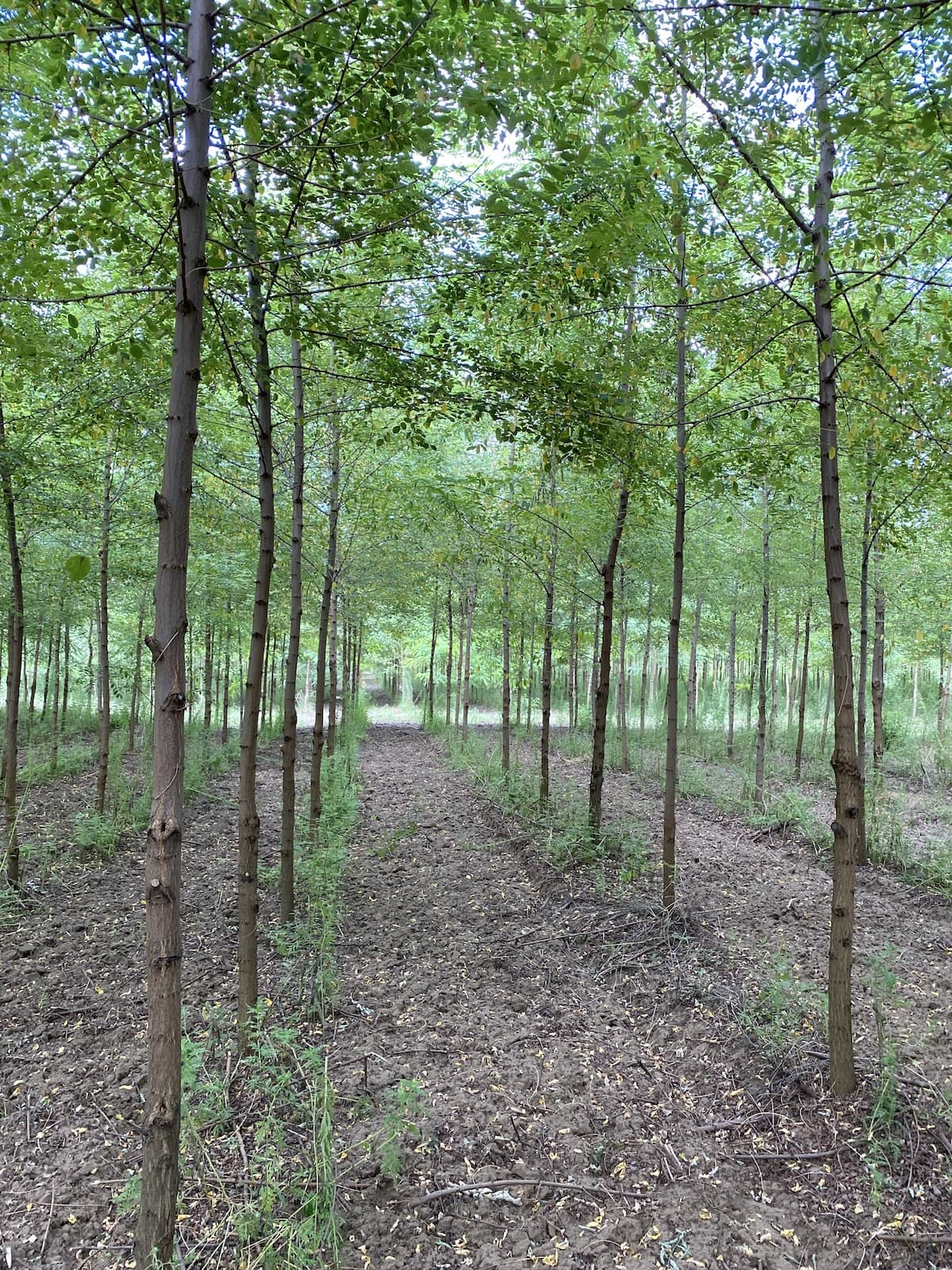 ‘Turbo’ Robinia pseudoacacia Seedlings - Containerized - Image 6