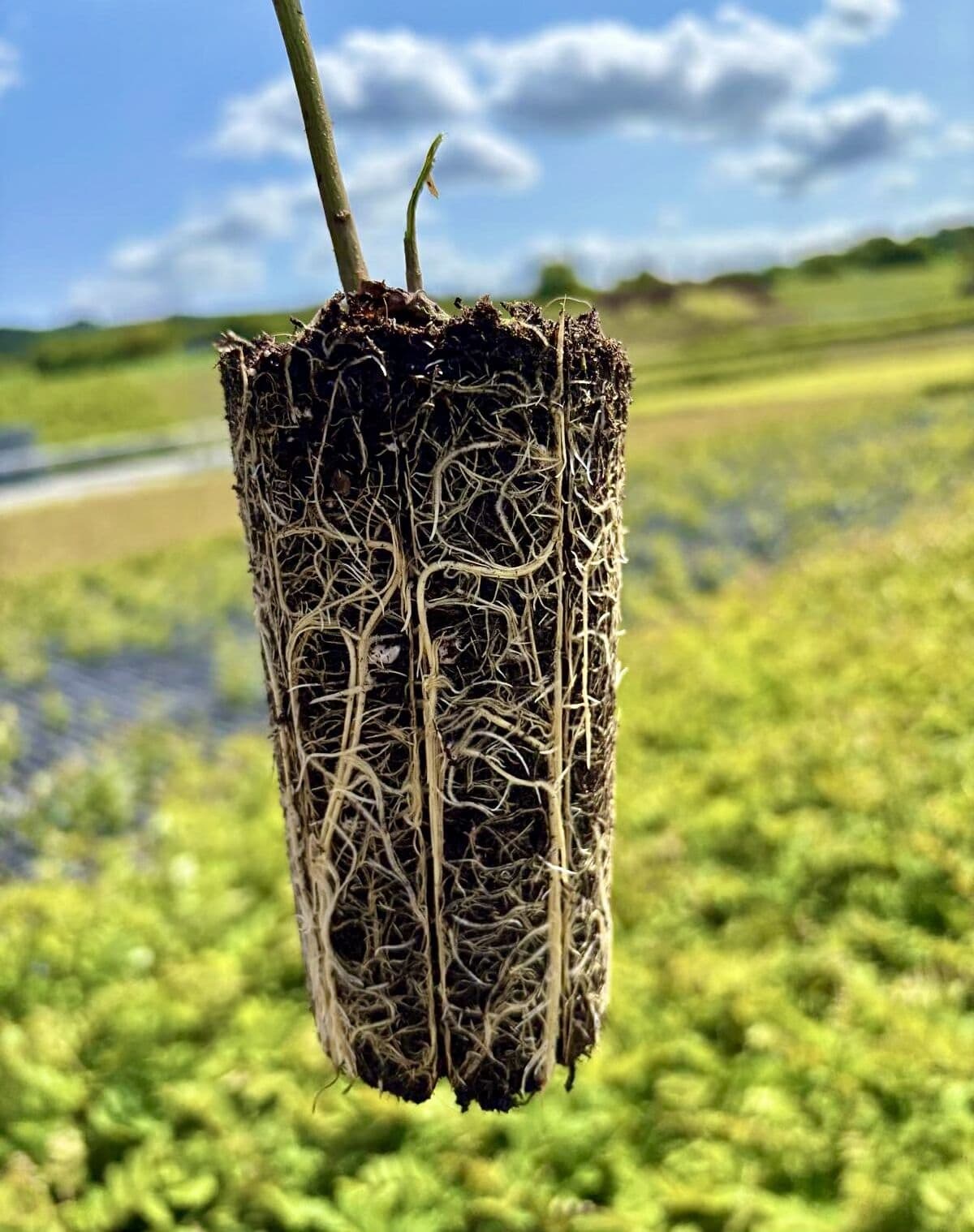 ‘Turbo’ Robinia pseudoacacia Seedlings - Containerized - Image 4
